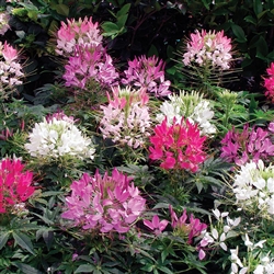 Cleome Sparkler 2.0 Mix