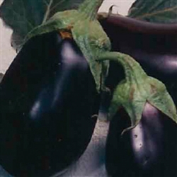 Eggplant Market Supreme OP