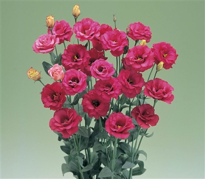 Lisianthus Arena 3 Red Pellets