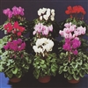 Cyclamen Enzett Mix_disc