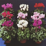 Cyclamen Enzett Mix_disc