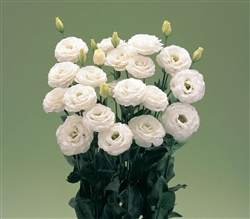 Lisianthus Valentine White Pellets_disc