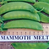 Pea Mammoth Melting - Snow cli