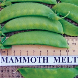 Pea Mammoth Melting - Snow cli