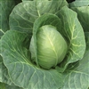 Cabbage Sugarloaf OP