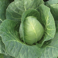 Cabbage Sugarloaf OP