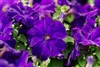 Petunia Mambo Blue GP Pellets