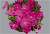 Petunia Mambo Pink GP Pellets