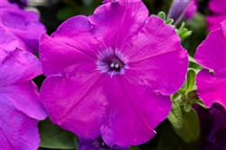 Petunia Mambo Purple GP Pellet