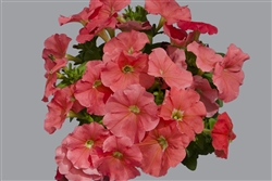 Petunia Mambo Salmon GP Pellets
