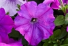 Petunia Mambo Violet GP Pellets