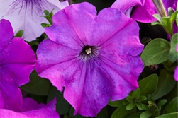 Petunia Mambo Violet GP Pellets