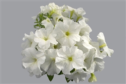 Petunia Mambo White GP Pellets