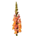 Antirrhinum Costa Orange II