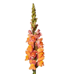 Antirrhinum Costa Orange II