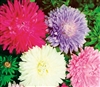 Aster Perfection Mix