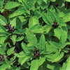 Basil Cinnamon