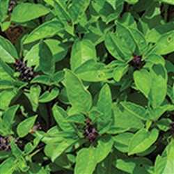 Basil Cinnamon