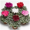 Cyclamen Silverado Mix