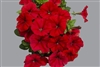 Petunia Mambo Red GP pellet