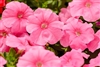 Petunia Mambo Sweet Pink GPPellets