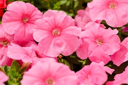Petunia Mambo Sweet Pink GPPellets