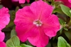 Petunia Mambo Rose GP Pellets