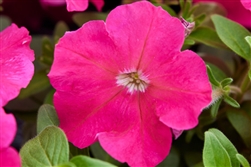 Petunia Mambo Rose GP Pellets