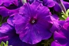 Petunia Mambo Dp Purple GP Pellets