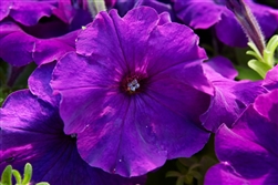 Petunia Mambo Dp Purple GP Pellets