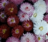 Bellis Perennis Habanera Mix Pellets