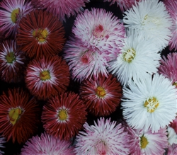 Bellis Perennis Habanera Mix Pellets