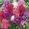 Phlox Cecily Mix