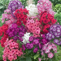 Phlox Cecily Mix