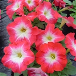 Petunia Lambada Scarlet Morn P