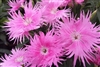 Dianthus Supra Pink