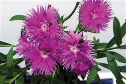 Dianthus Supra Purple