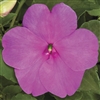 Impatiens Xtreme Lilac