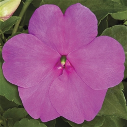 Impatiens Xtreme Lilac