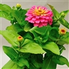 Zinnia Happy Pot Pink