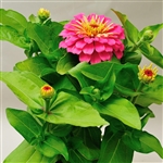 Zinnia Happy Pot Pink