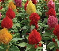 Celosia Phaser Mix