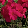 Geranium Bullseye Cherry