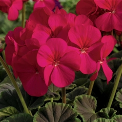 Geranium Bullseye Cherry