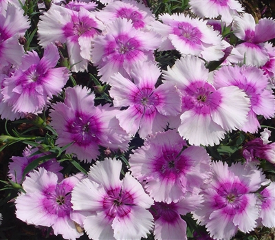 Dianthus Diana Lavender Pic