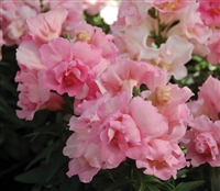 Antirrhinum Twinny Rose