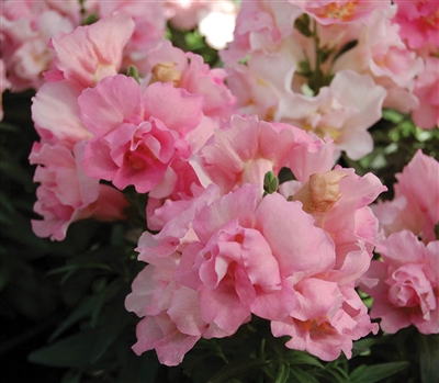 Antirrhinum Twinny Rose