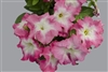 Petunia Limbo Pink Morn GP Pel