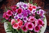 Dianthus Diana Picotee Mix