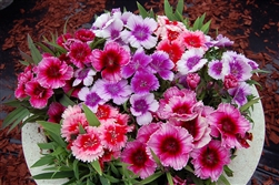 Dianthus Diana Picotee Mix